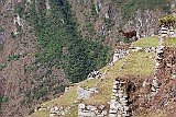 Lama auf Machu Picchu, Peru